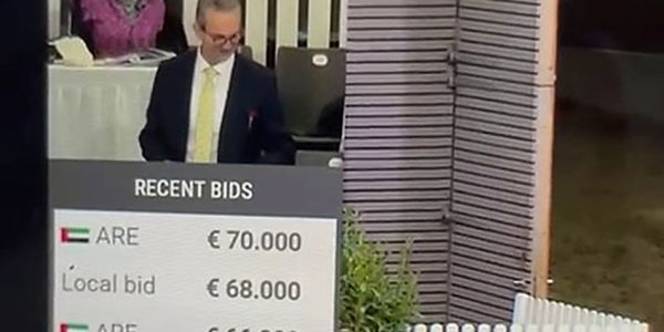 Hannoveraner Körung und Auktion 2025 – Ein Rückblick mit gemischten Gefühlen