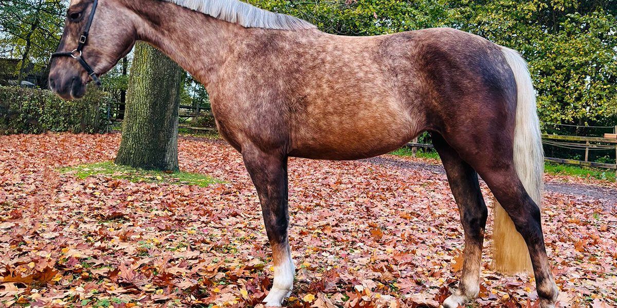 ponydunkelpalomino02 ponydunkelpalomino02