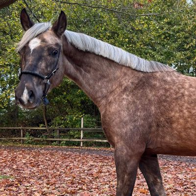 Home 11 Barock Meets Classic Welsh B mare palomino chocolate