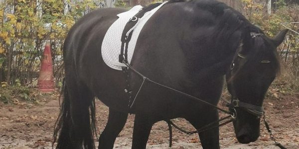 „Glückliche Pferde – glückliche Menschen“ – Update zu Titan