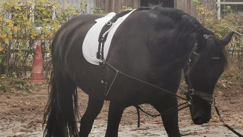 „Glückliche Pferde – glückliche Menschen“ – Update zu Titan