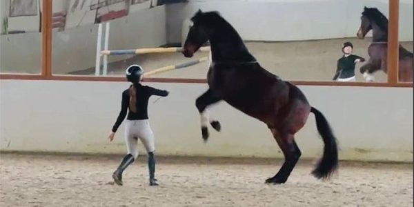 Einblicke in die tägliche Arbeit im Stall Rietbrock