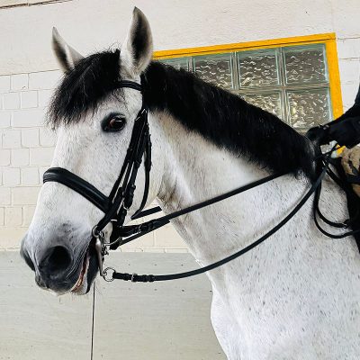 PRE Schimmel Wallach 9 Jahre