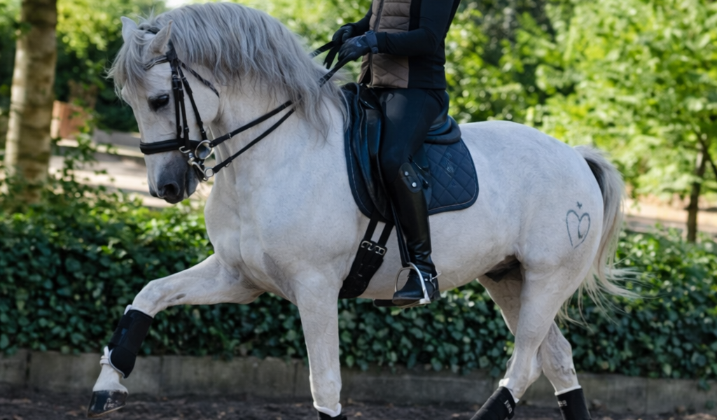 PRE Schimmel 13 Jahre geritten dressurmäßig auf Kandarre