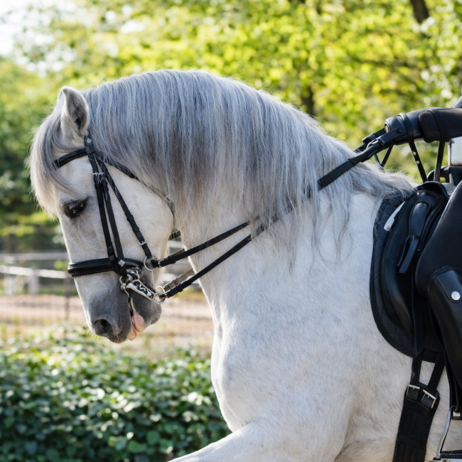 Pferde Pension 1 Barock Meets Classic PRE Wallach 13 Jahre Lehrmeister