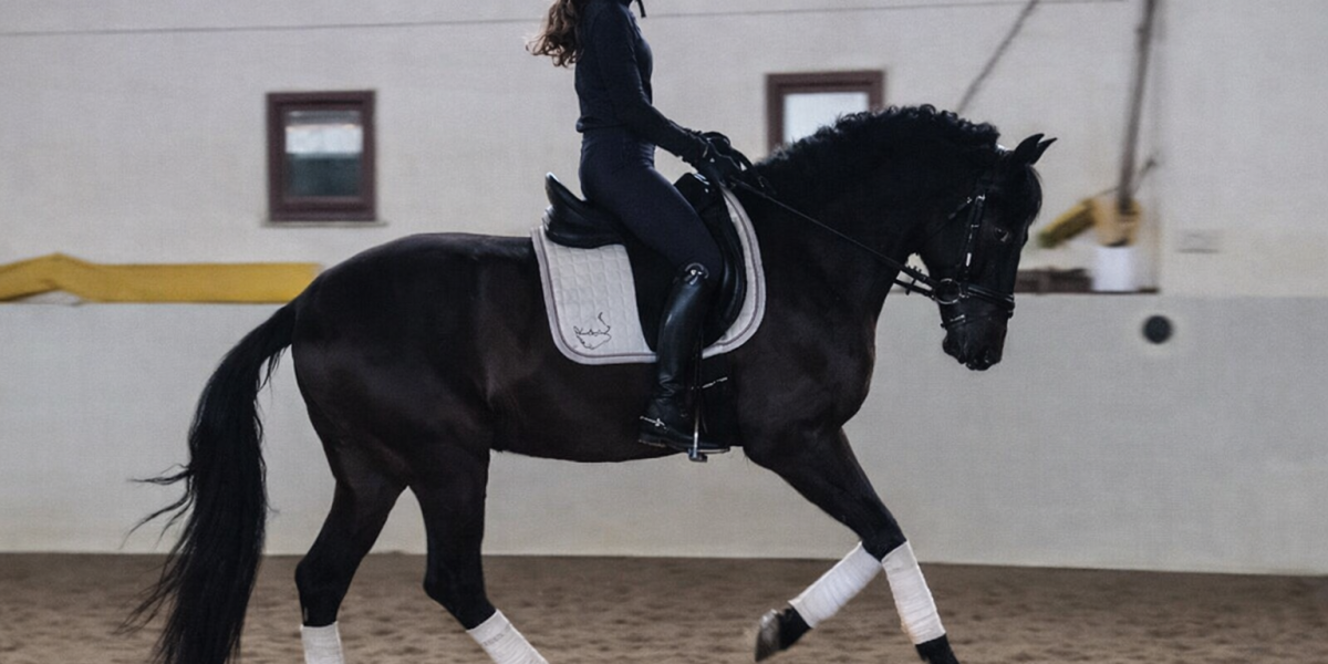 PRE Rappwallach mit Reiter in der Reithalle im Galopp