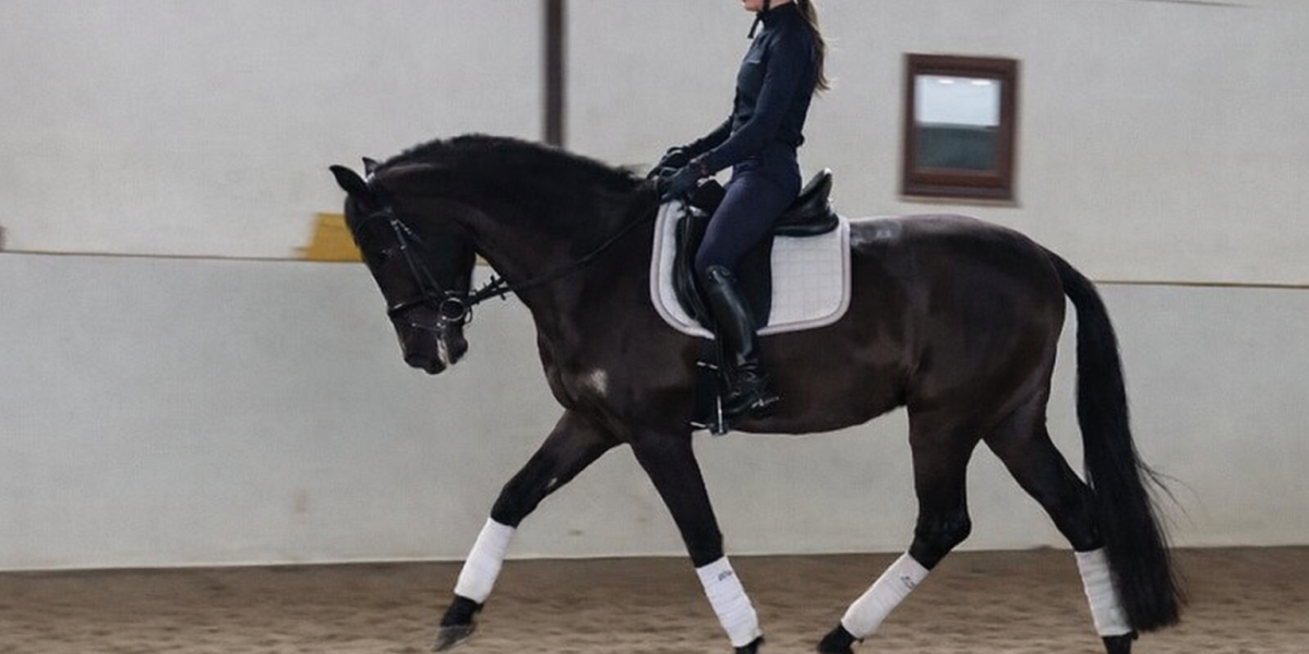 PRE Rappwallach 6 Jahre im Trab mit Reiterin