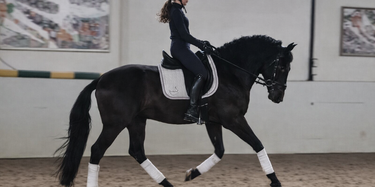 PRE Rappwallach 6 Jahre mit Reiterin im Galopp