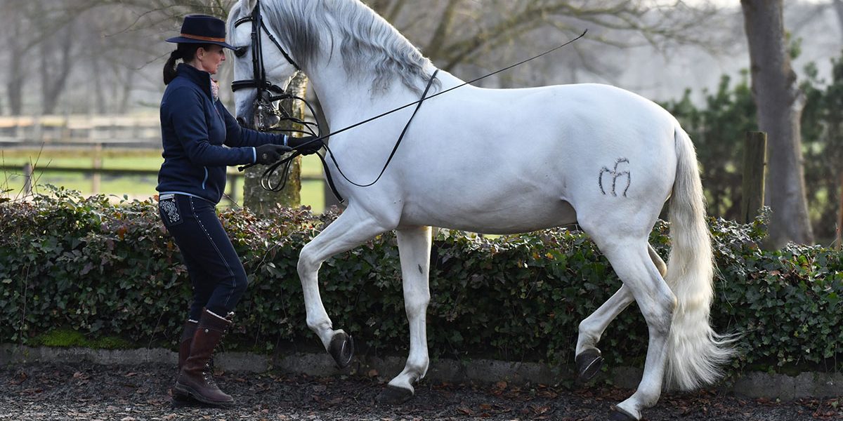 PRE Wallach 13 Jahre in der Piaffe zu verkaufen