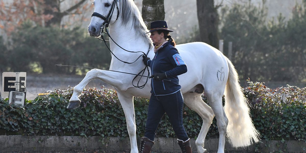 PRE Schimmel 13 Jahre im Spanischen Schritt
