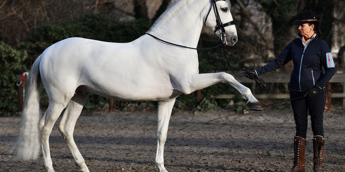 PRE Wallach 13 Jahre Lehrpferd im Spanischen Schritt