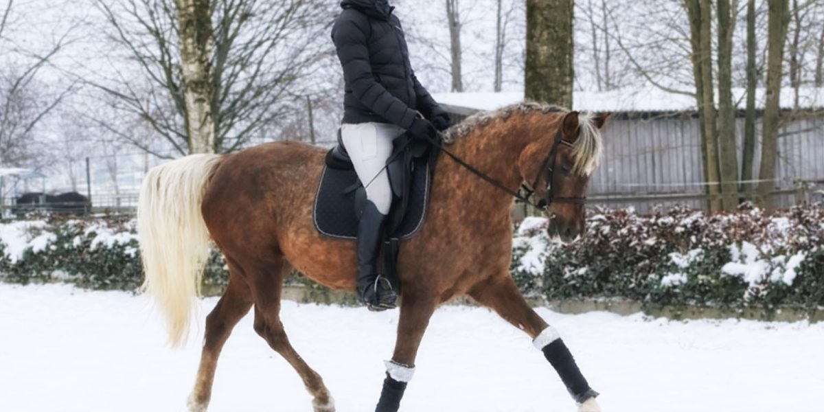 palo_pony01 palo_pony01