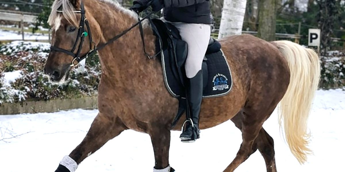 palo_pony03 palo_pony03