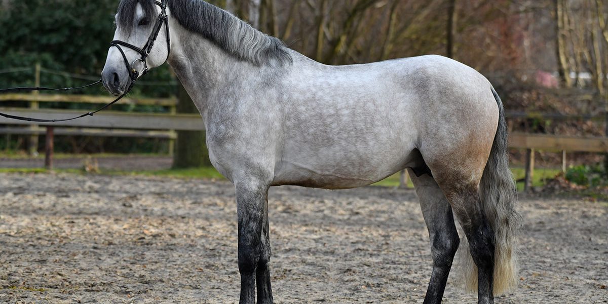 radarneu01 Lusitano Schimmel Hengst von Dragao Standfoto