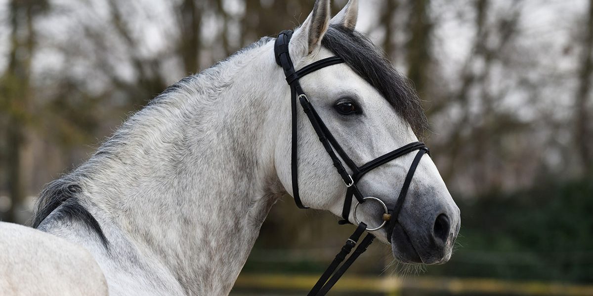 radarneu02 Lusitano Hengst 3 Jahre von Dragao Kopf von der Seite
