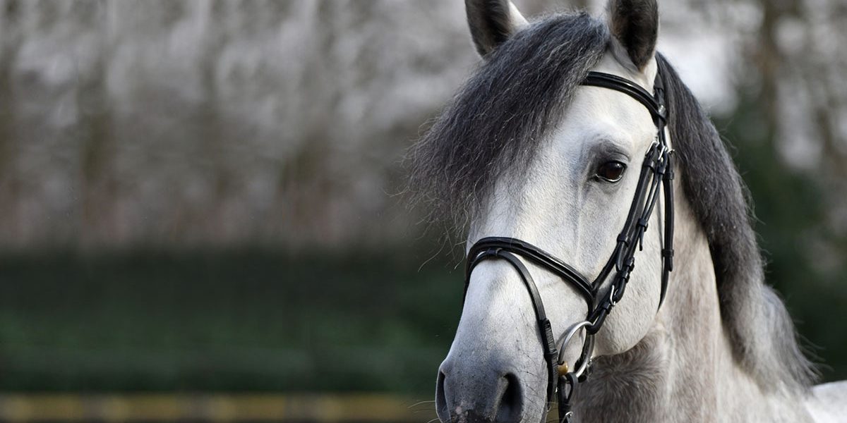radarneu03 Lusitano Hengst 4 Jahre Schimmel Portraitfoto