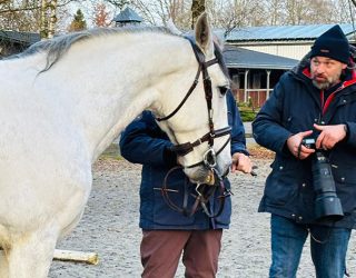 Tolles mit unseren Stall- und Verkaufspferden