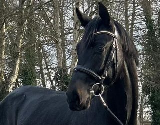 Tolles mit unseren Stall- und Verkaufspferden