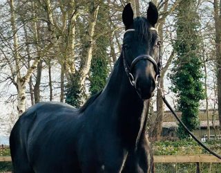 Tolles mit unseren Stall- und Verkaufspferden