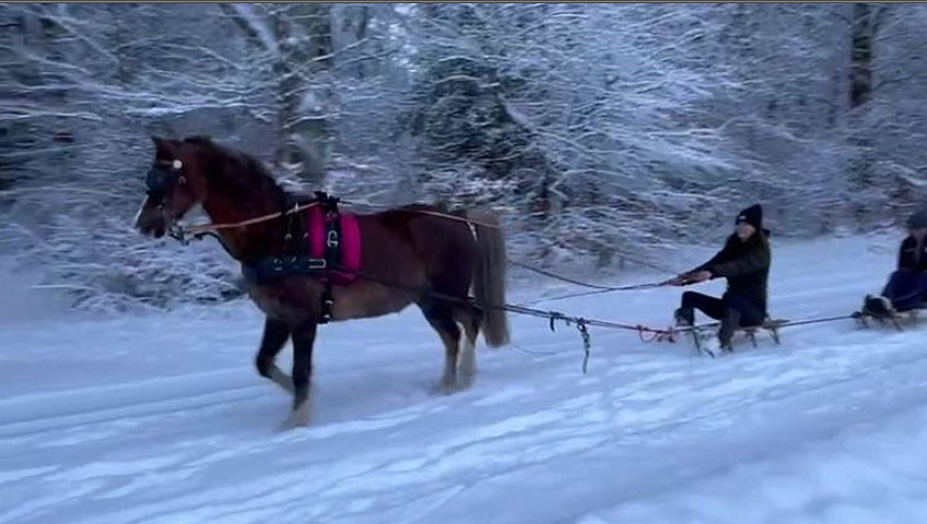 Verkaufspony vor Schlitten bei Barockmeetclassic.com