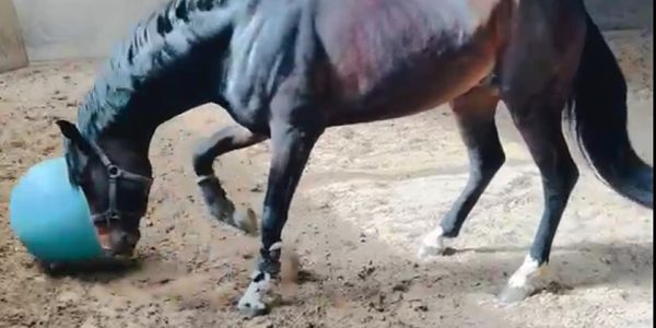 Gymnastizieren eines Pferdes mal etwas anders