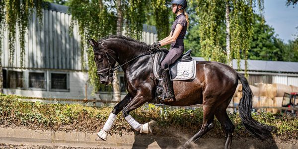 Berittplätze frei – individuelle Ausbildung für ihr Pferd