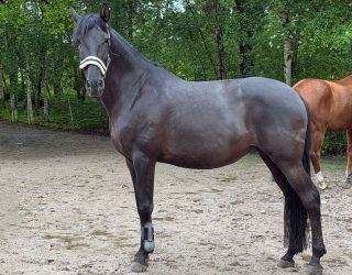 Quisquillosa zieht in ihr neues zu Hause
