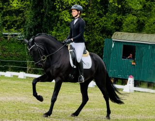 Erfolgreicher Start in die Turnierkarriere unserer beiden Jungpferde 9 Barock Meets Classic Erfolgreicher Start in die Turnierkarriere unserer beiden Jungpferde