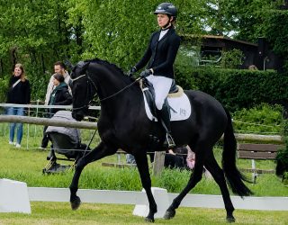 Erfolgreicher Start in die Turnierkarriere unserer beiden Jungpferde 8 Barock Meets Classic Erfolgreicher Start in die Turnierkarriere unserer beiden Jungpferde