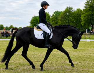 Erfolgreicher Start in die Turnierkarriere unserer beiden Jungpferde 7 Barock Meets Classic Erfolgreicher Start in die Turnierkarriere unserer beiden Jungpferde