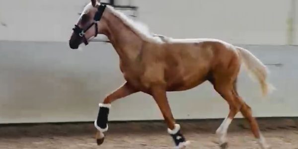 Palomino Hengst Ojugold von Qandide