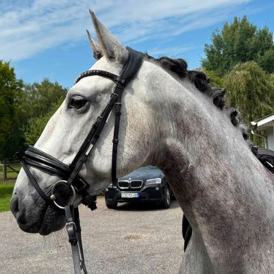 PRE Wallach 7 Jahre, 1,65
