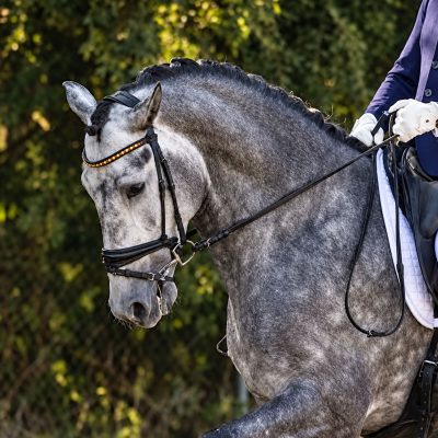 Startseite 12 Barock Meets Classic PRE 5 Jahre für den großen Sport