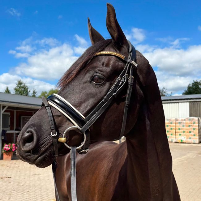 Horse Care 2 Barock Meets Classic Hunter Dressage Gelding 9 years