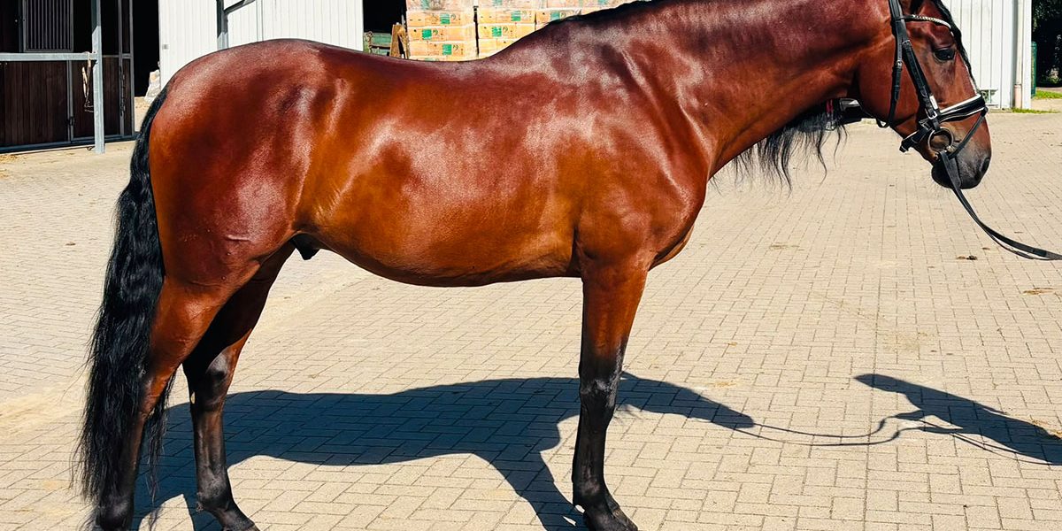 pre_brauner03 pre_brauner03
