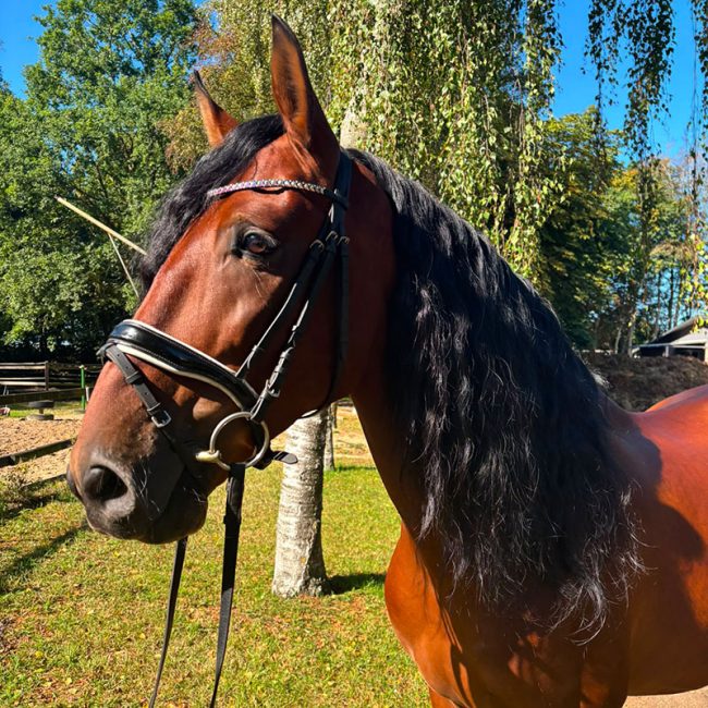Horse Care 3 Barock Meets Classic PRE gelding, bay, 5 years old, 1.66