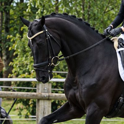 Startseite 13 Barock Meets Classic KWPN Rappstute von Toto Gold