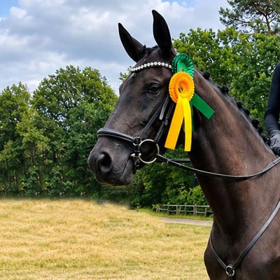 KWPN Rappstute von Toto Gold
