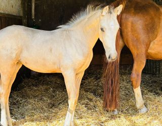 Buckskin-Stutfohlen – wenn Dressurleistung auf spanische Eleganz trifft