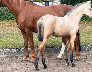 Buckskin-Stutfohlen – wenn Dressurleistung auf spanische Eleganz trifft