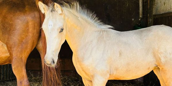 Buckskin-Stutfohlen – wenn Dressurleistung auf spanische Eleganz trifft