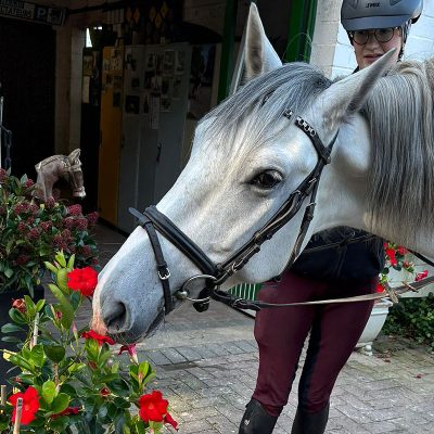 Tall PRE with good gaits