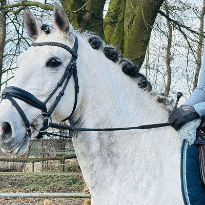 Spectacular Lusitano 10 years